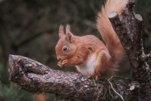 What Do Red Squirrels Eat? A Complete Guide to Their Diet