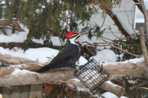 What Do Woodpeckers Eat? Best Foods for Woodpeckers