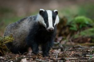 Do Badgers Eat Snakes?