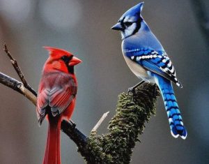 What Does It Mean When You See a Blue Jay and a Cardinal Together?