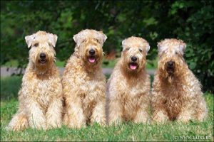 What Is the Average Lifespan of a Soft Coated Wheaten Terrier Dog?