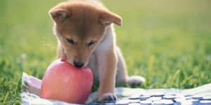 What Age Can Puppies Eat Apples?