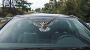 Hitting a Bird While Driving: What Does It Mean Spiritually?