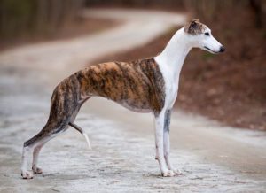 What Is the Average Lifespan of a Whippet Dog?