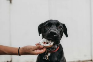 Can Dogs Eat Harvest Snaps Baked Green Peas?