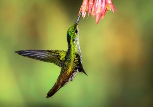 What is the Spiritual Meaning of a Hummingbird? Love, Symbolism, and Mystical Messages