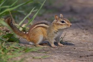 Can I Feed Bread to Chipmunks? Is It Safe?