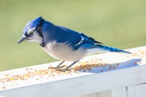 What Are the Favorite Foods of Blue Jays?