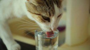 Apple Cider Vinegar for Cats: Uses and Benefits