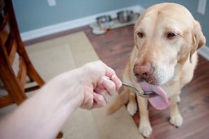 Peanut Butter for Dogs: Benefits, Risks, and How Often It’s Safe to Feed