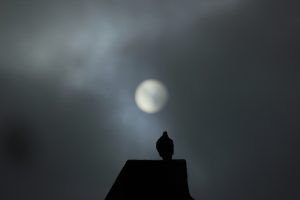 Birds Chirping at Night: Spiritual Meaning