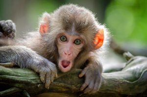 120 Cute Monkey Names