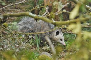 Spiritual Meaning of Seeing a Possum During the Day