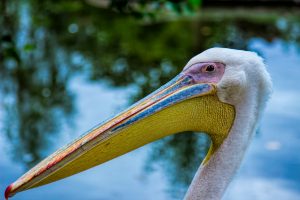 Pelican Spirit Animal Meaning: What Does the Pelican Symbolize?