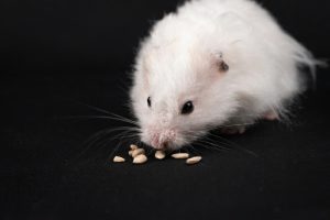 Feeding Hamsters Rice: Safe Varieties and Guidelines for a Balanced Diet