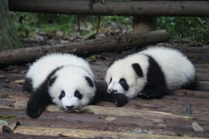 120 Cute Panda Names