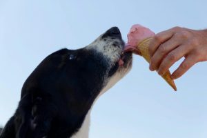 Mango Yogurt for Dogs: Health Benefits and Risks Explained