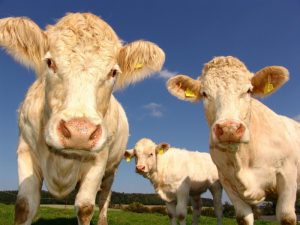 Do Cows Eat Bread? What Happens When They Do?