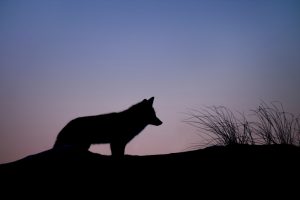 Meaning of Seeing a Coyote at Night: Spiritual and Symbolic Insights