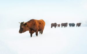 Do Cows Freeze in the Winter? Understanding Winter Risks for Cattle