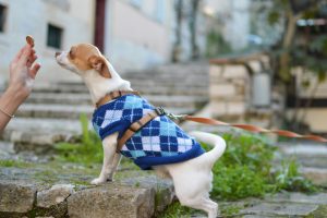 Can Dogs Have Cheddar Biscuits? Cheese-Flavored Crackers for Dogs