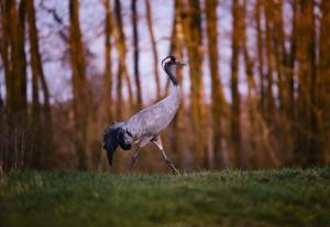 Crane Spiritual Meaning & Symbolism