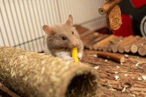 Bananas and Hamsters: Safety, Serving Sizes, and What You Need to Know