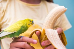 Can Parrots Eat Bananas?