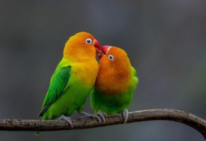 Can Lovebirds Eat Bananas?