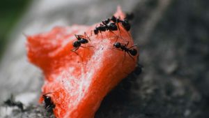 How Long do Ants Live?