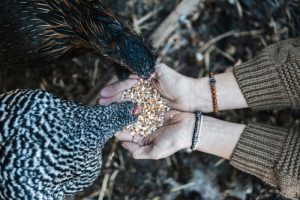 Can Chickens Eat Strawberries?