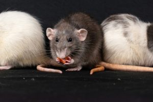 What is Rats average lifespan?