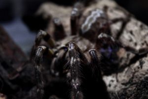 How Long do Spiders Live?