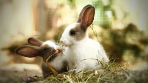 How Long Do Rex Rabbits Live on Average?