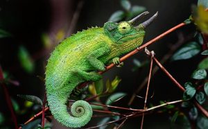 How Long Do Jackson’s Chameleons Live on Average?