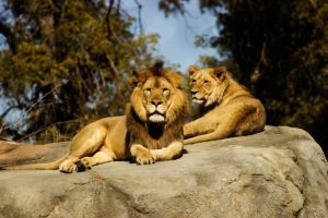 How Long Do Lions Live on Average?