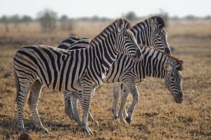 How Long Does a Zebra Live on Average?