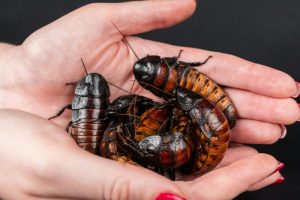 How Long Do Cockroach Live?