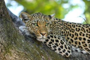 How Long Do Leopards Live on Average?