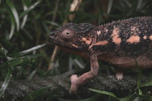 How Long Do Veiled Chameleons Live on Average?